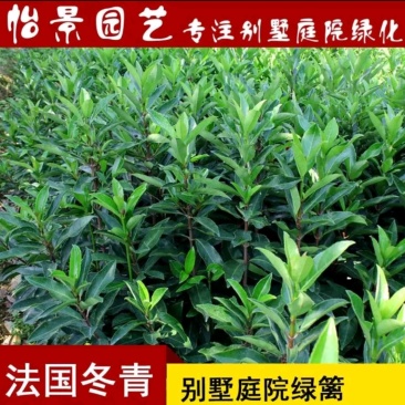 法国冬青苗和其它冬青苗叶片不一样好品种苗高假一赔万