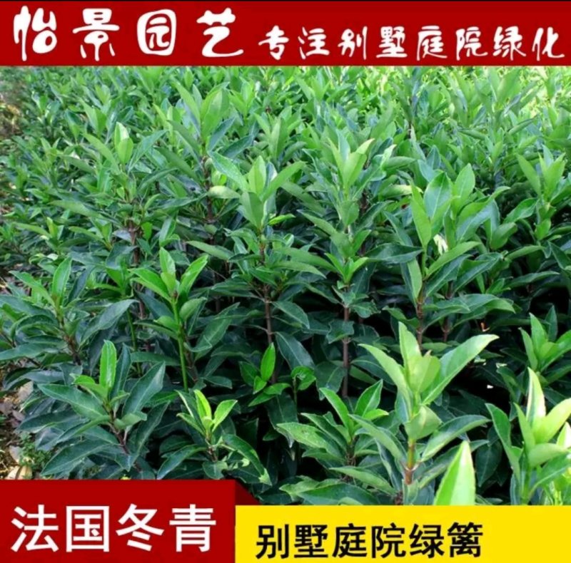 法国冬青苗和其它冬青苗叶片不一样好品种苗高假一赔万