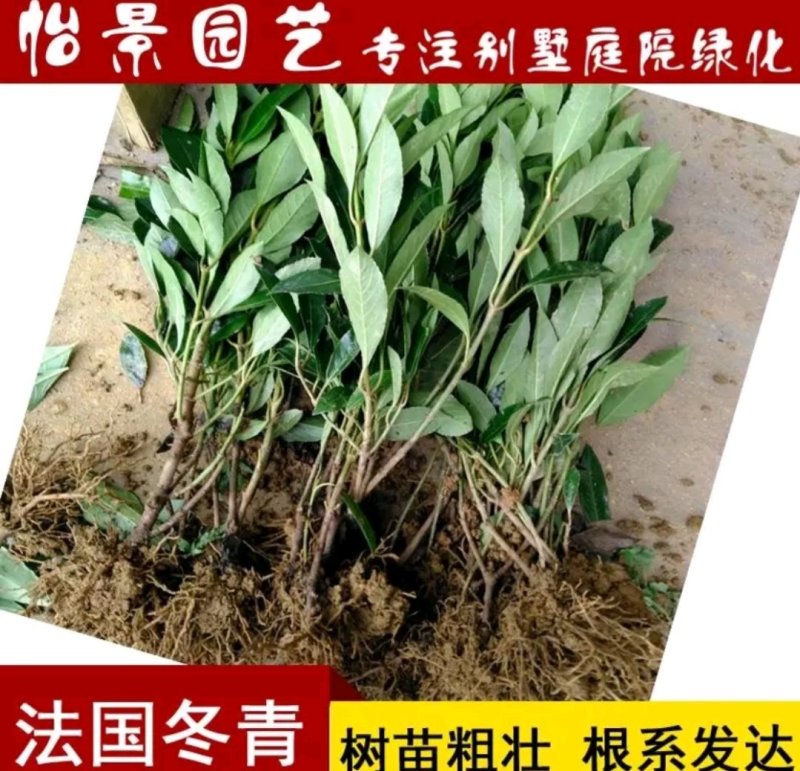 法国冬青苗和其它冬青苗叶片不一样好品种苗高假一赔万