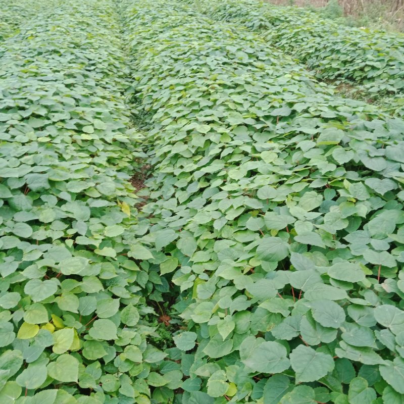 毛叶山桐种苗