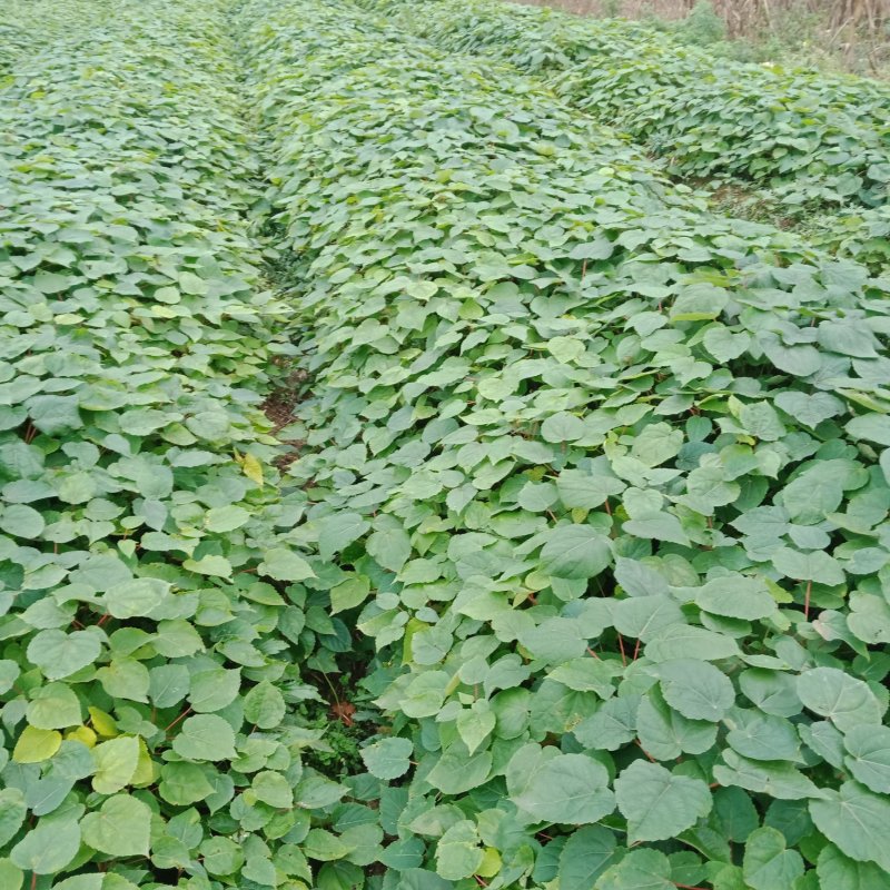 毛叶山桐种苗