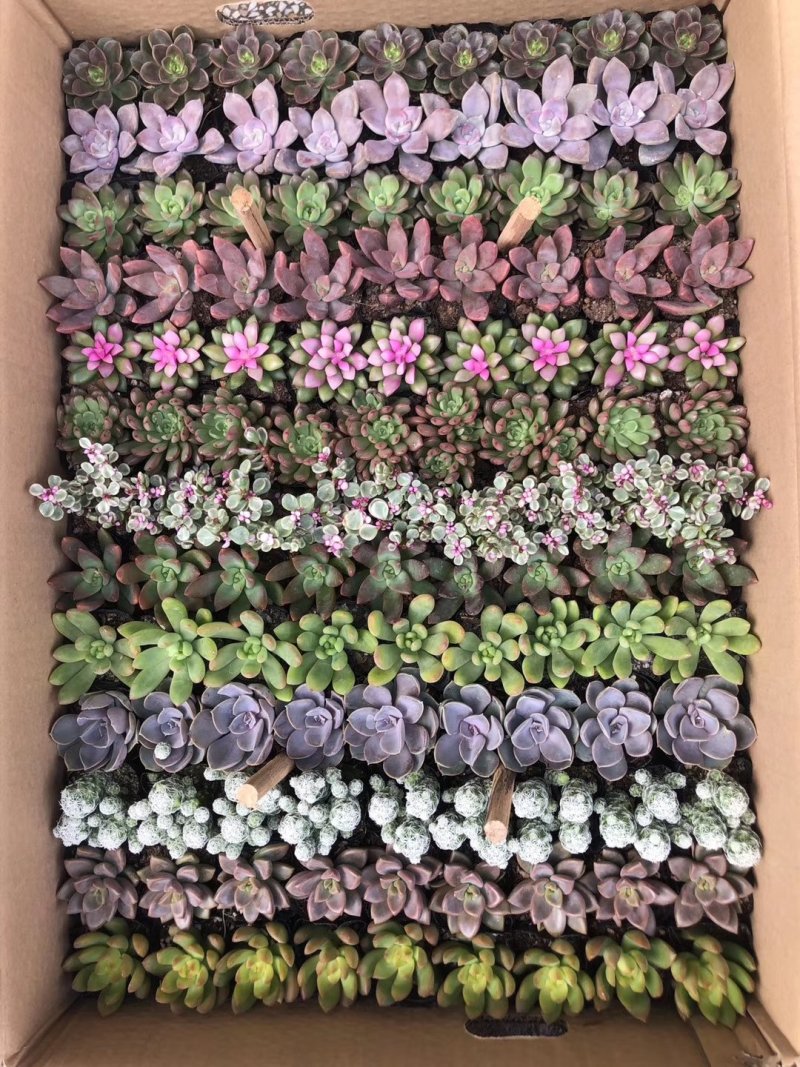 13种多肉组合