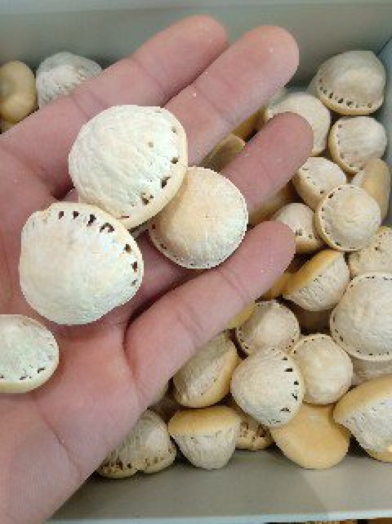 风流果1公斤起批不包邮量大电议欢迎咨询各种中药材