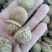 风流果1公斤起批不包邮量大电议欢迎咨询各种中药材