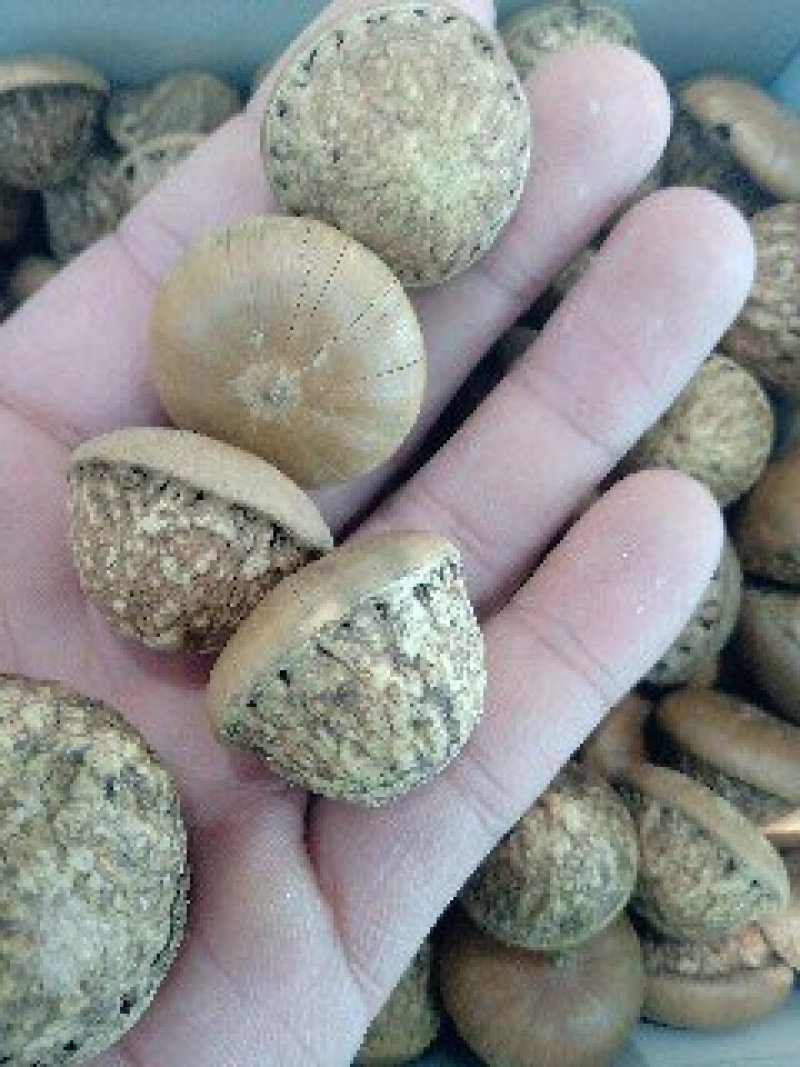 风流果1公斤起批不包邮量大电议欢迎咨询各种中药材