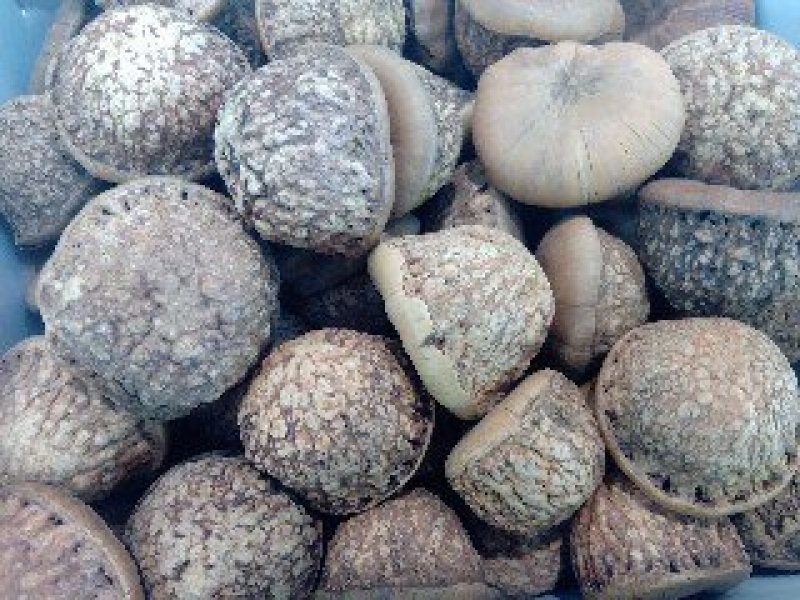 风流果1公斤起批不包邮量大电议欢迎咨询各种中药材