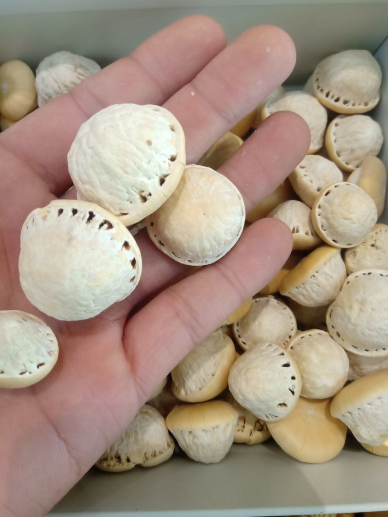 风流果1公斤起批不包邮量大电议欢迎咨询各种中药材