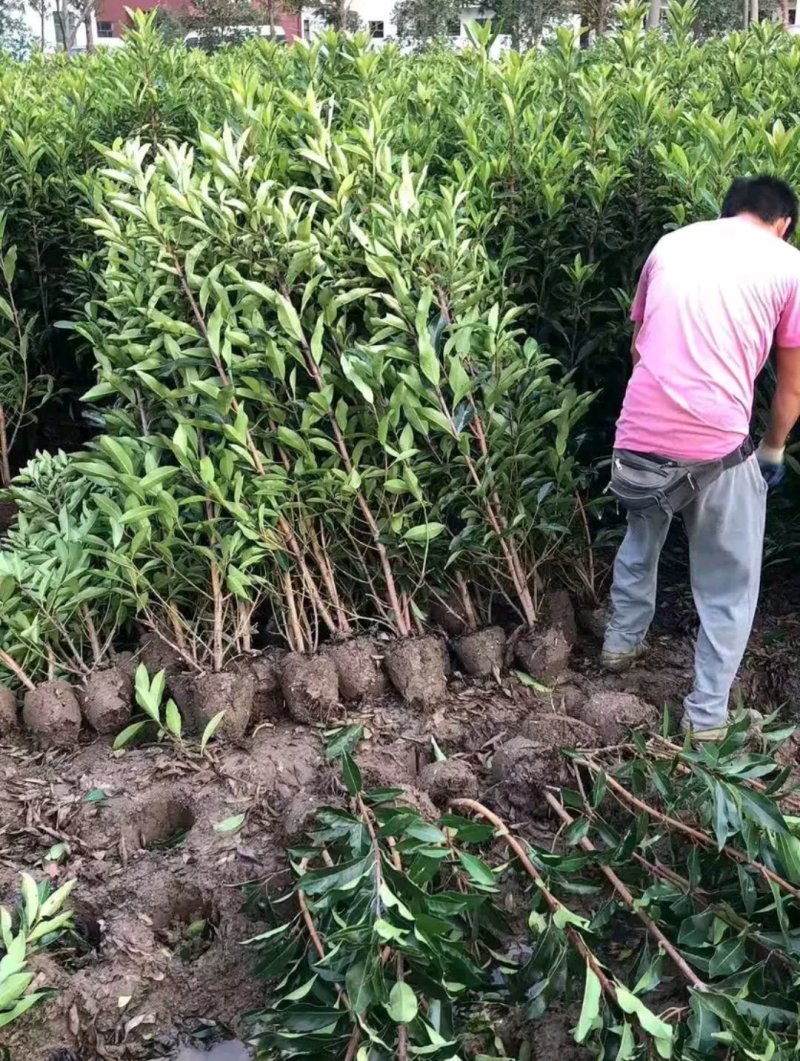法国冬青苗和其它冬青苗叶片不一样好品种苗高假一赔万