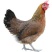45天脱温麻鸡苗