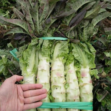 蔬菜莴笋基地直供新鲜莴苣红尖叶应季棒棒