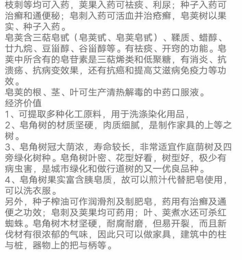皂角树苗盆栽地栽四季栽种好活