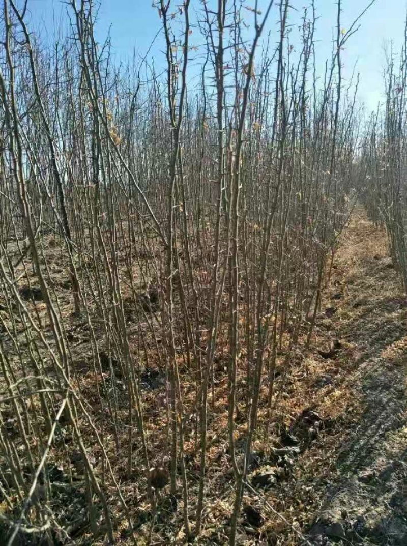 皂角树苗盆栽地栽四季栽种好活