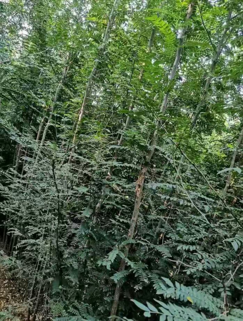 皂角树苗盆栽地栽四季栽种好活
