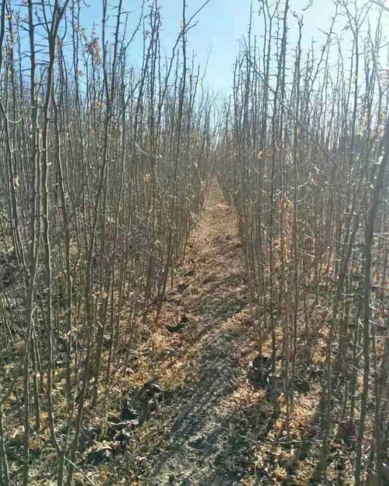 皂角树苗盆栽地栽四季栽种好活