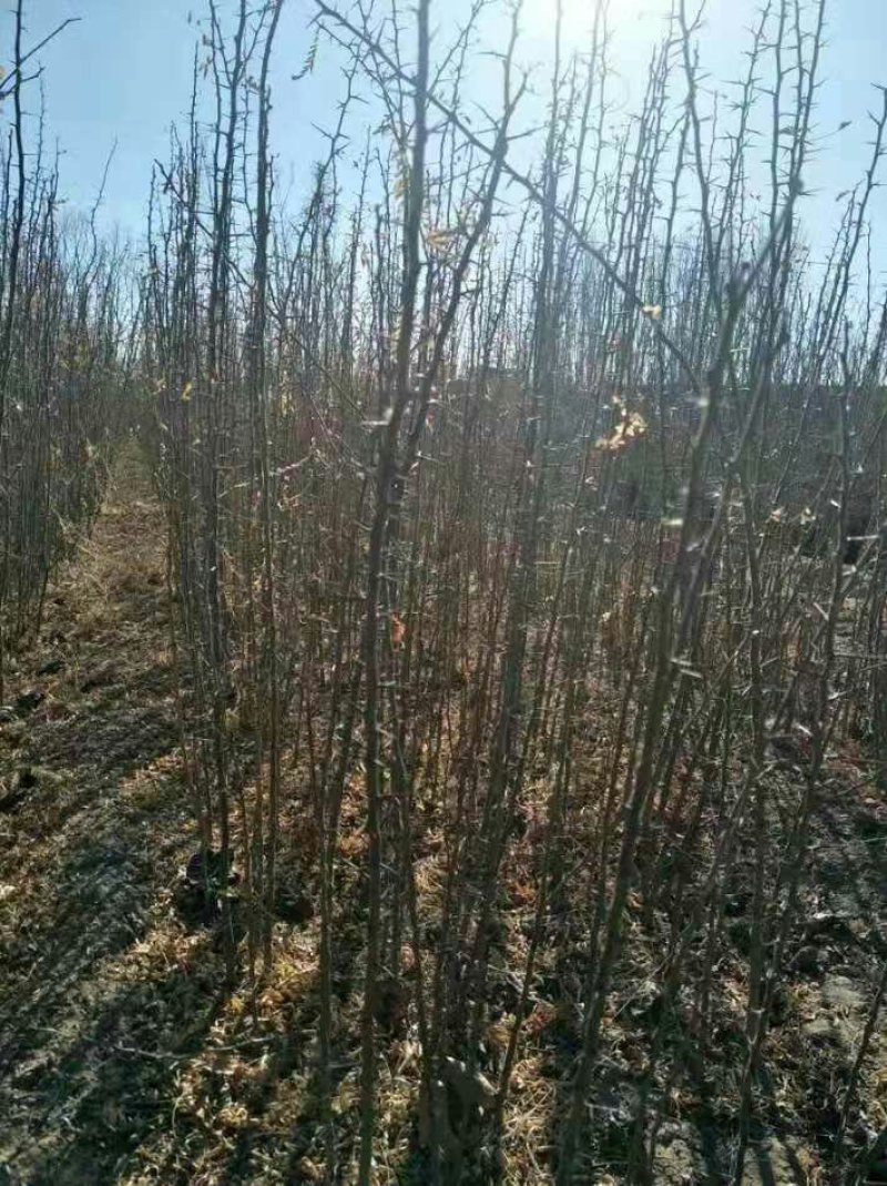 皂角树苗盆栽地栽四季栽种好活