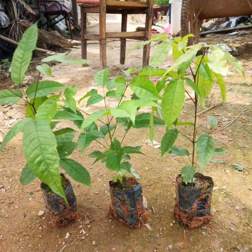 多花黄花、紫花风铃苗出售