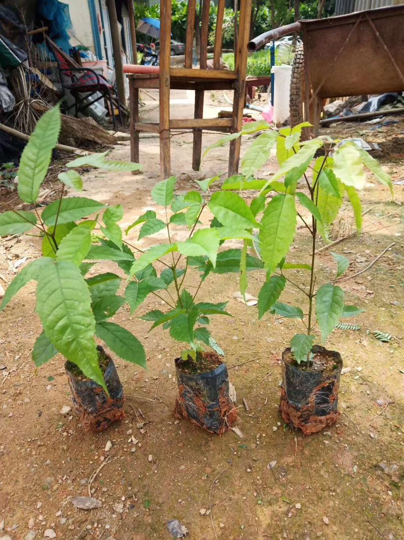 多花黄花、紫花风铃苗出售