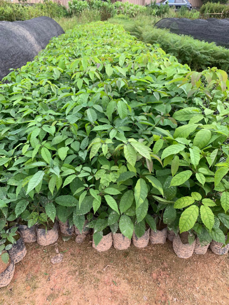 多花黄花、紫花风铃苗出售