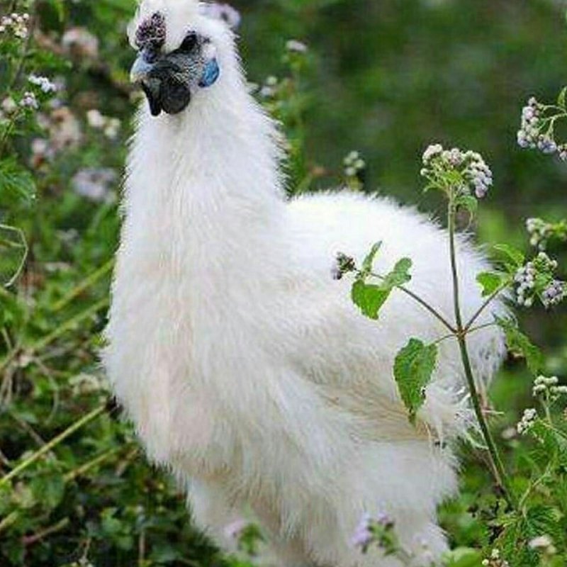 45天脱温乌鸡苗