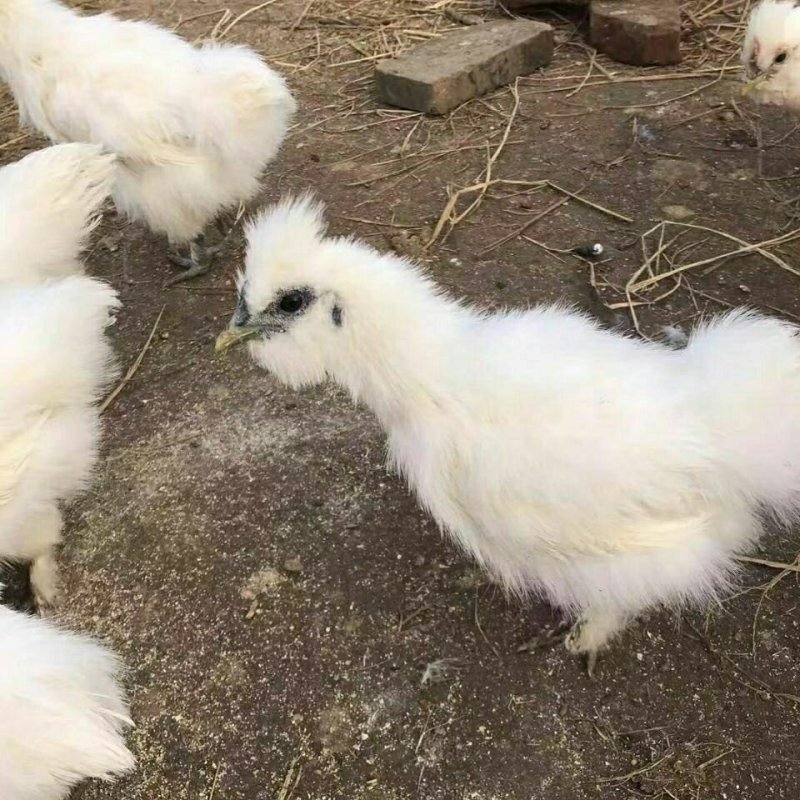 45天脱温乌鸡苗