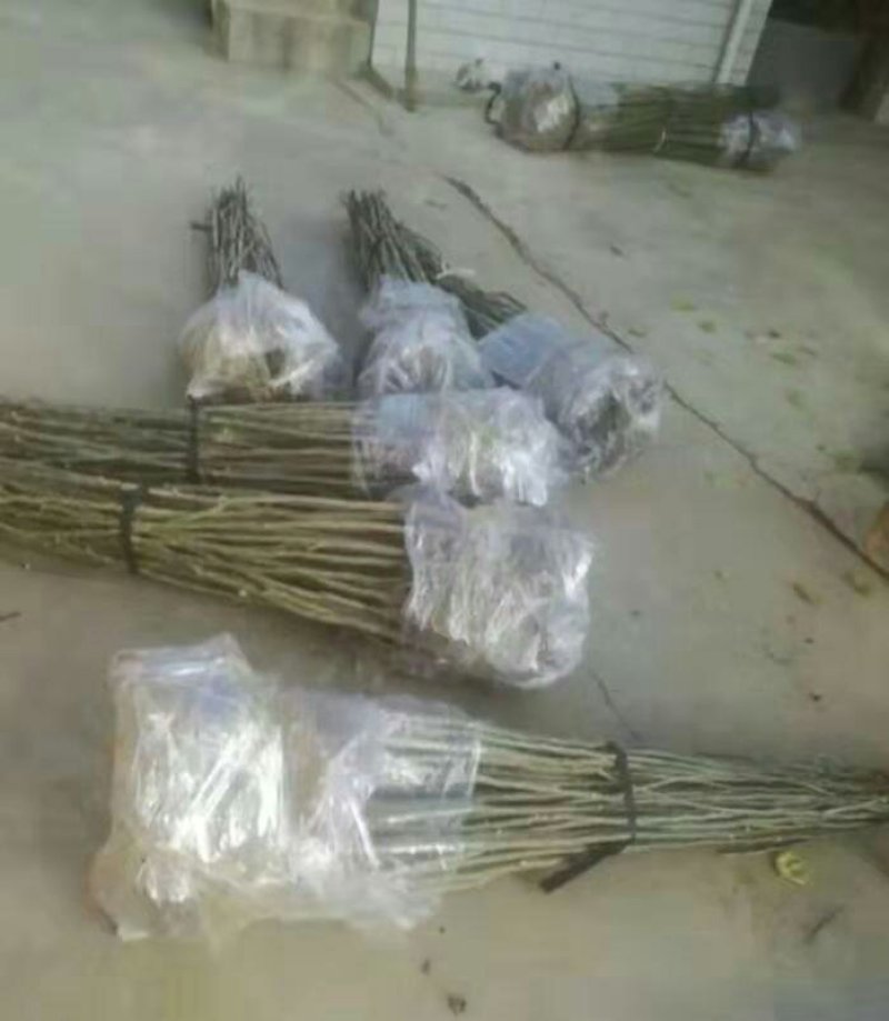 皂角树苗盆栽地栽四季栽种好活