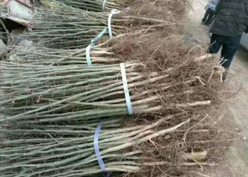 皂角树苗盆栽地栽四季栽种好活