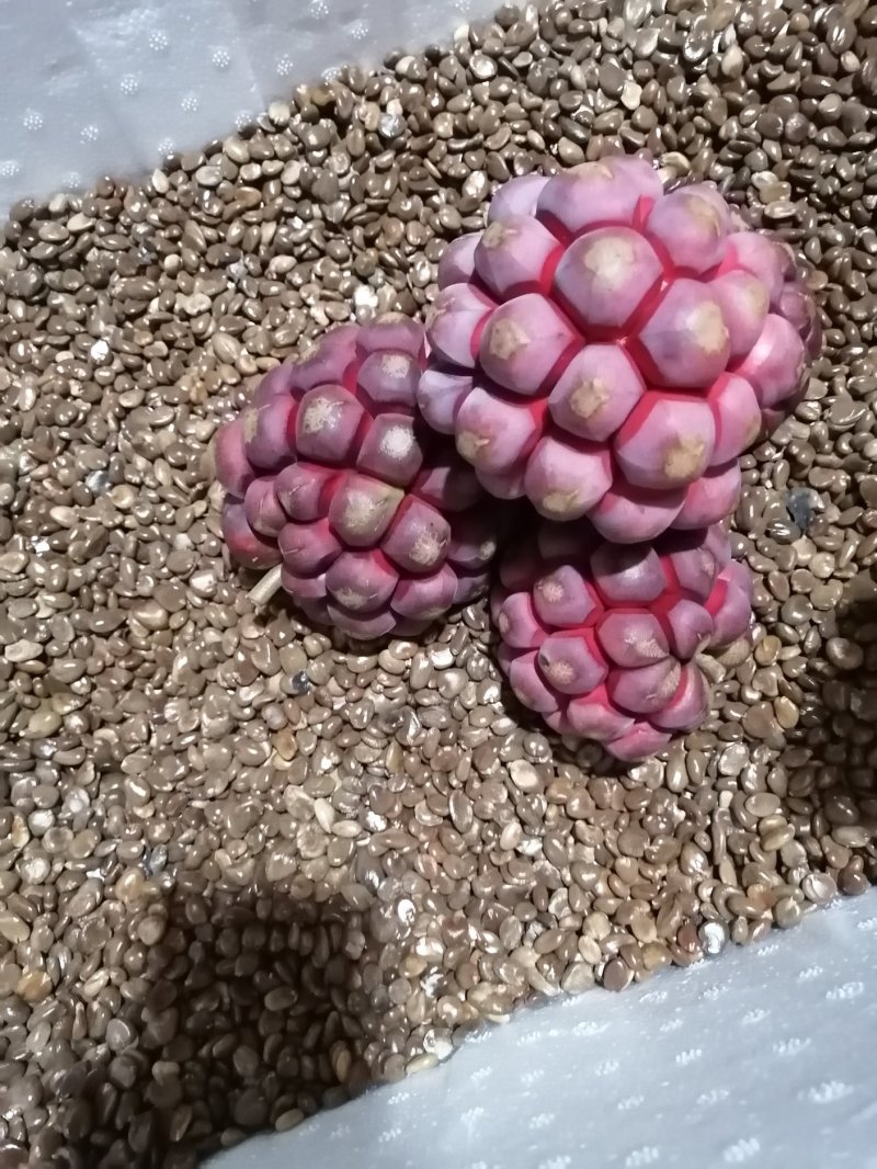 布福娜