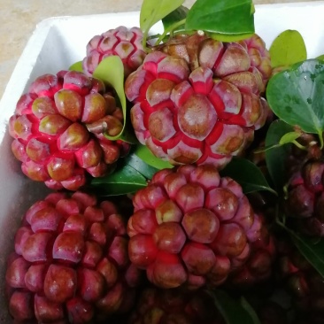 布福娜
