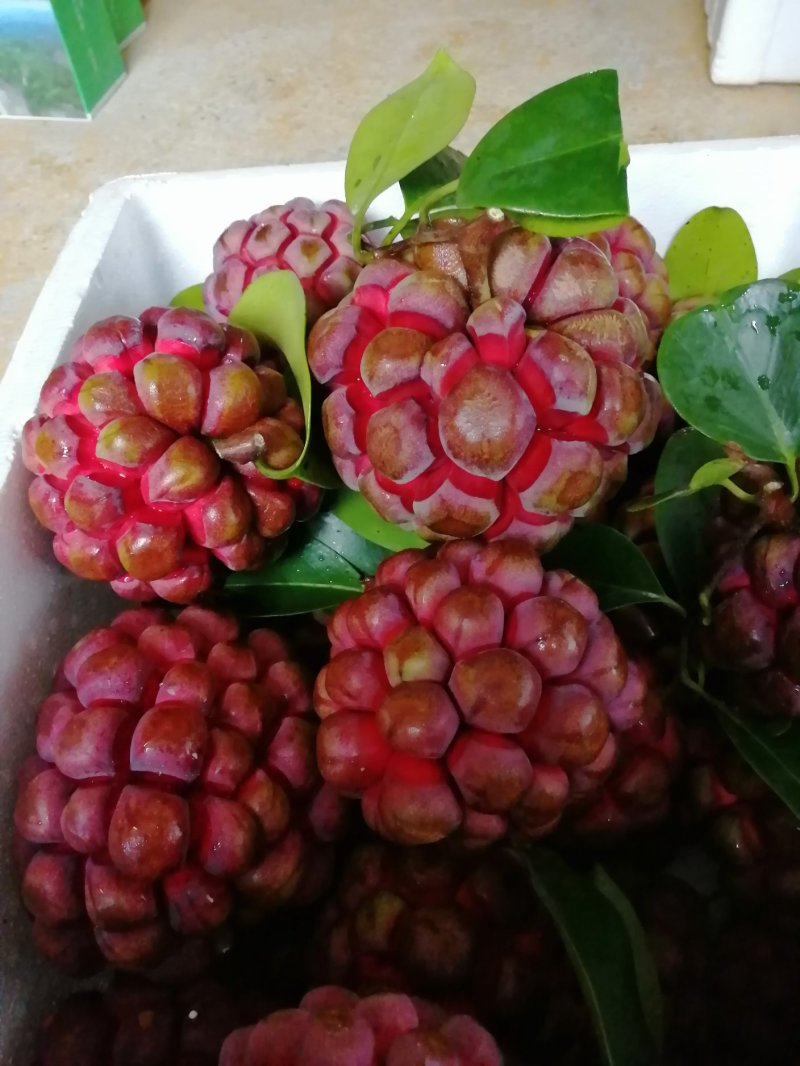 布福娜
