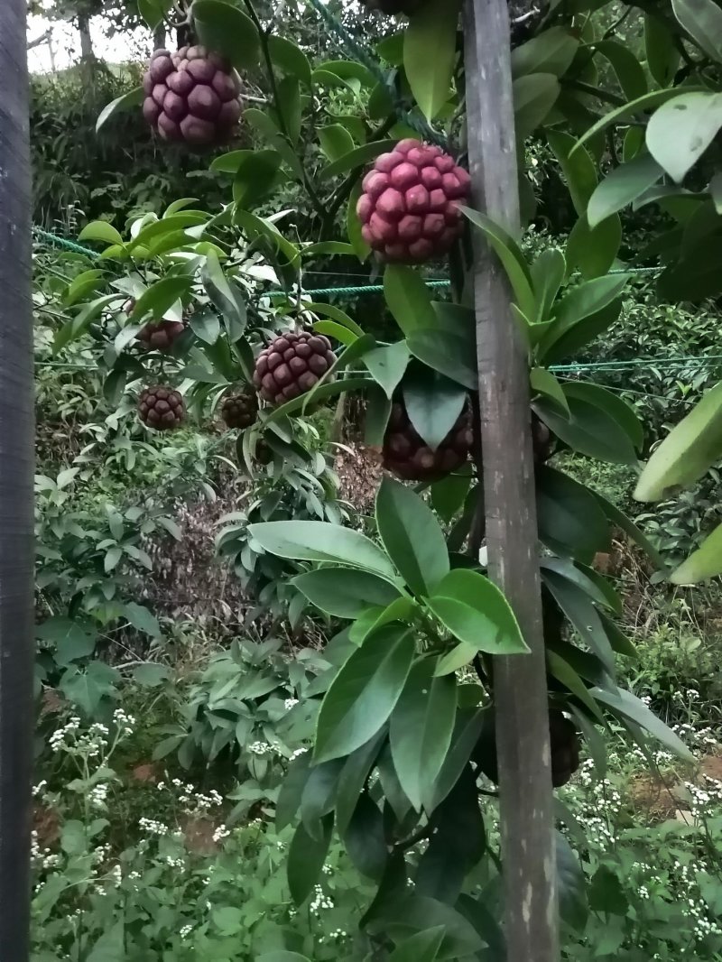 布福娜