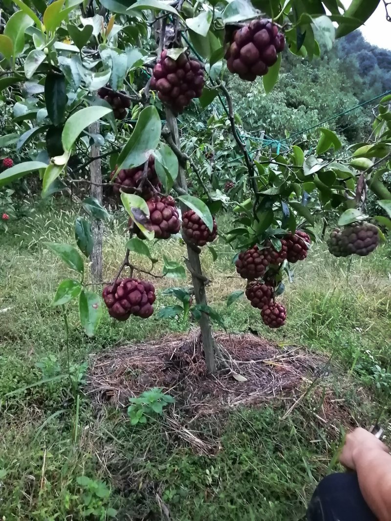 布福娜