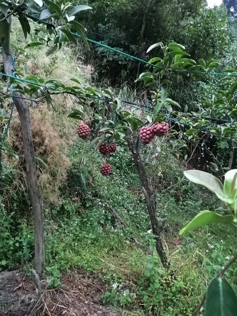 布福娜