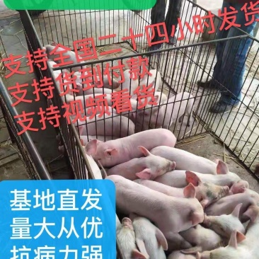母猪，种猪支持全国发货，货到付款，视频看货！
