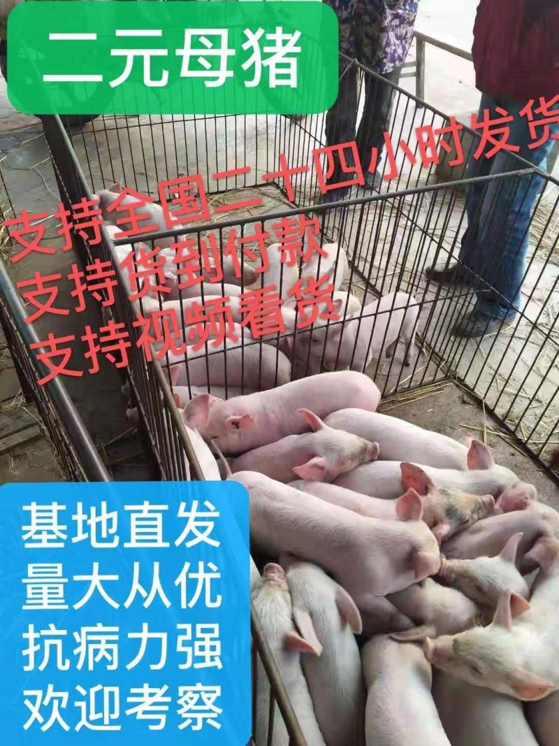 母猪，种猪支持全国发货，货到付款，视频看货！