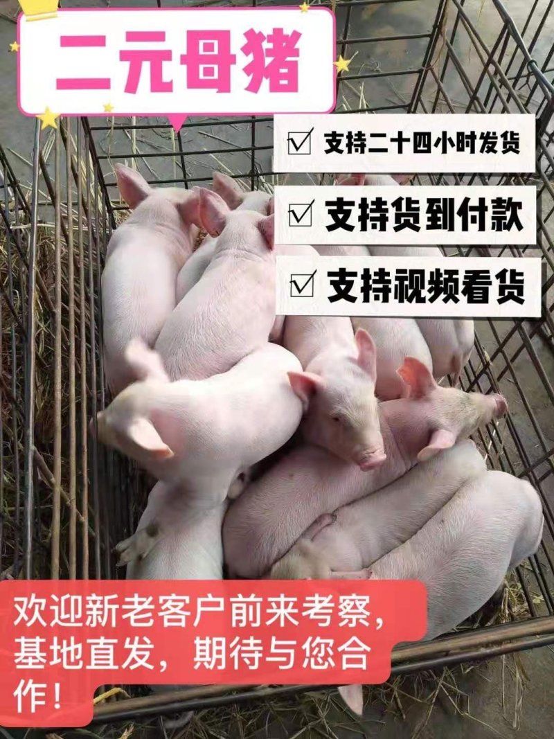 母猪，种猪支持全国发货，货到付款，视频看货！