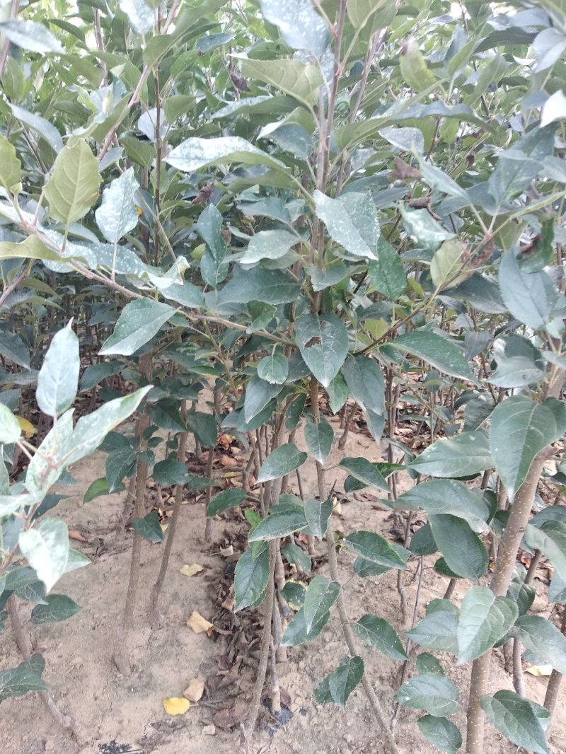 新烟富111苹果苗,烟富系列苹果苗，苹果苗新品种，苹果苗