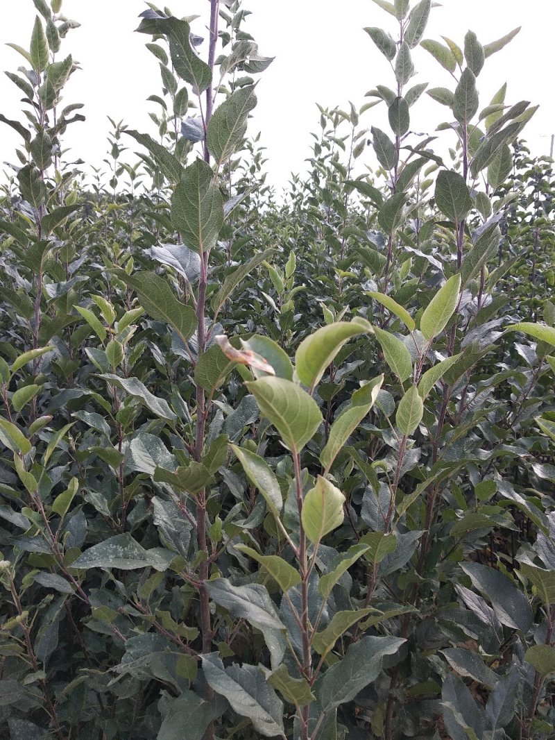 新烟富111苹果苗,烟富系列苹果苗，苹果苗新品种，苹果苗