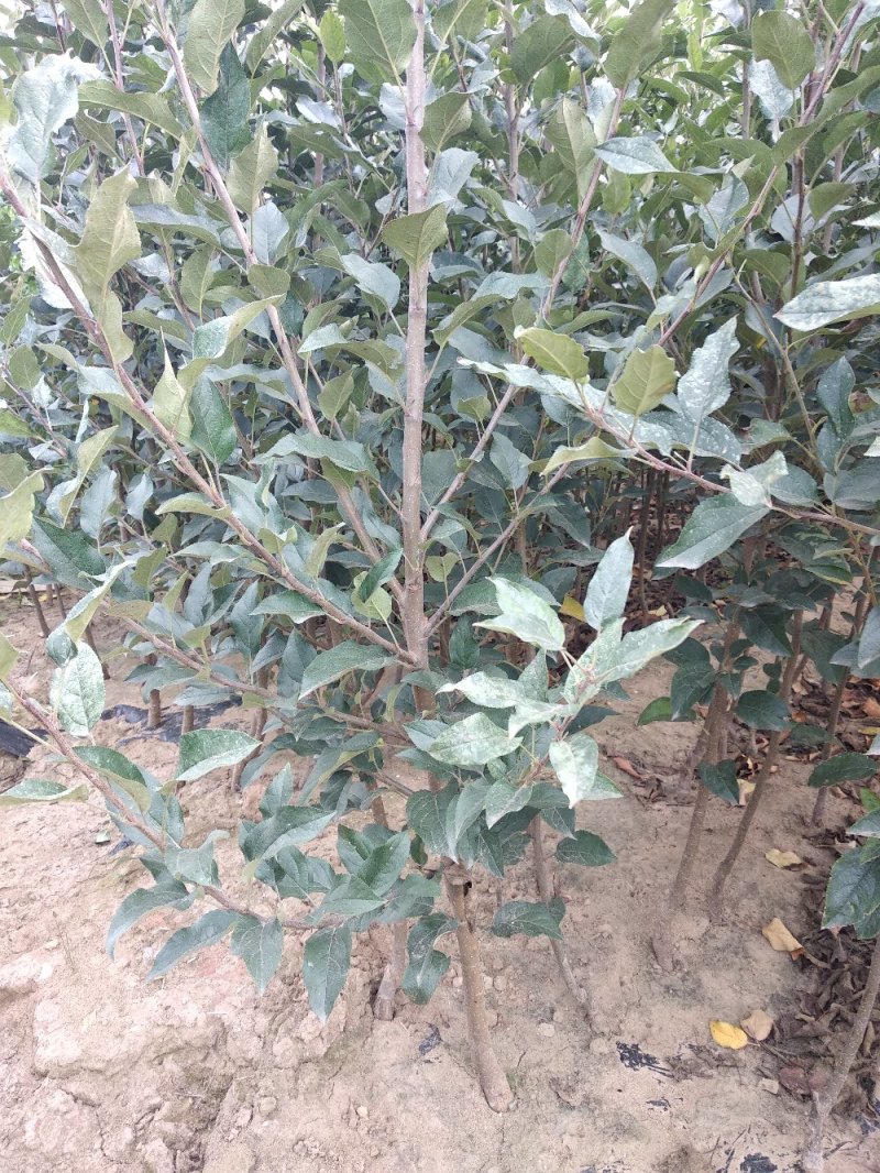 新烟富111苹果苗,烟富系列苹果苗，苹果苗新品种，苹果苗