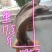 太行崖柏