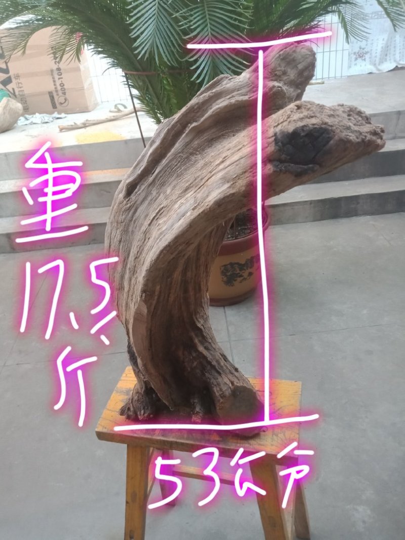 太行崖柏
