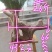 太行崖柏