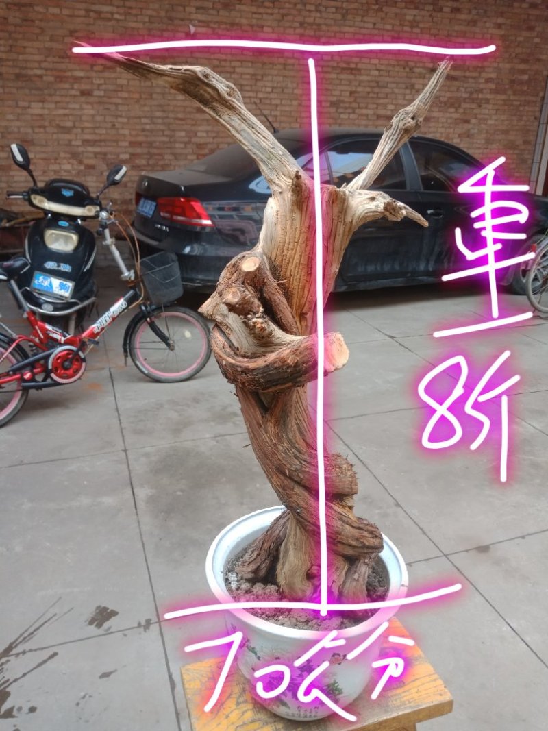 太行崖柏