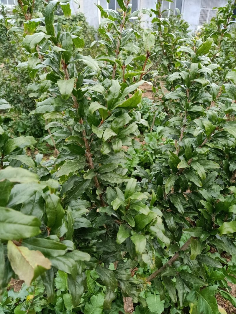 石榴苗，软籽石榴苗泰山红等品种树自家种植量大从优