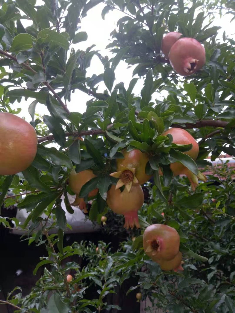 石榴苗，软籽石榴苗泰山红等品种树自家种植量大从优