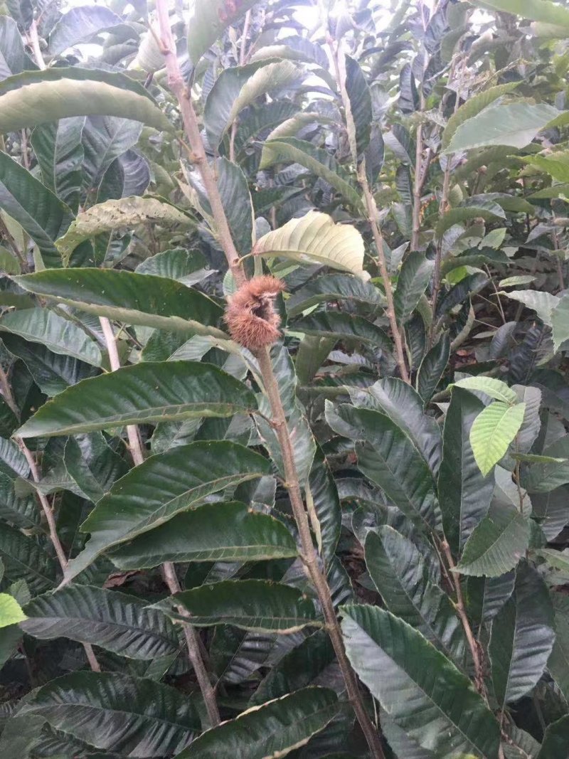 四川大红袍板粟苗，极速发货，时效保证，品质保证