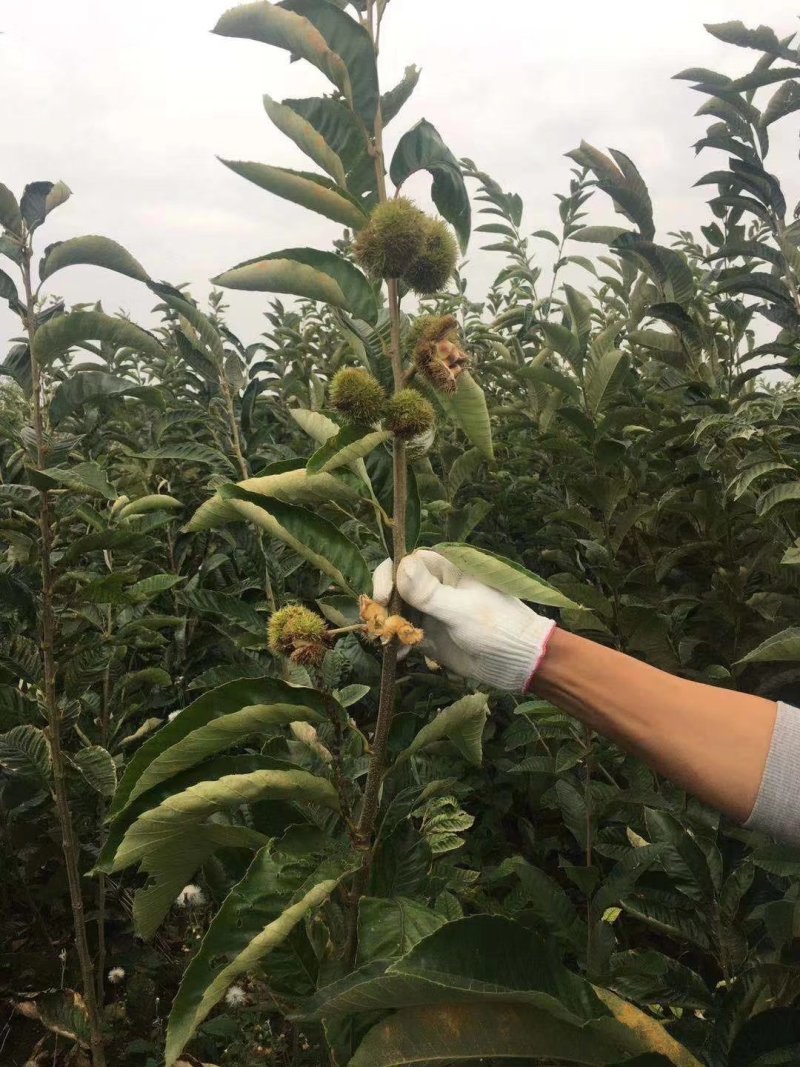 四川大红袍板粟苗，极速发货，时效保证，品质保证