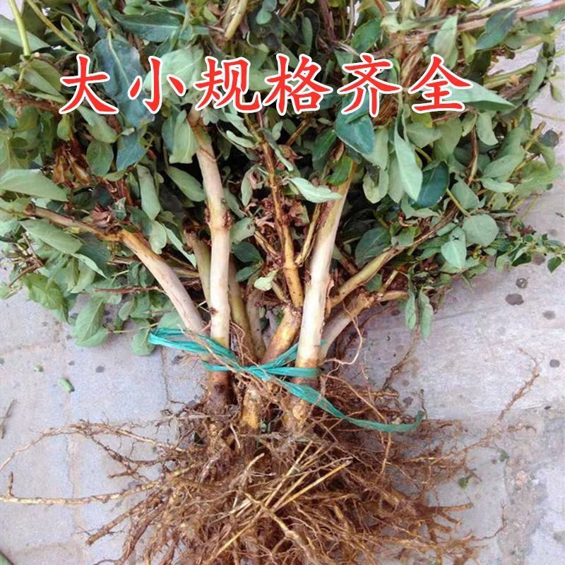 四季金银花树苗盆栽地栽产量高易成活基地直销