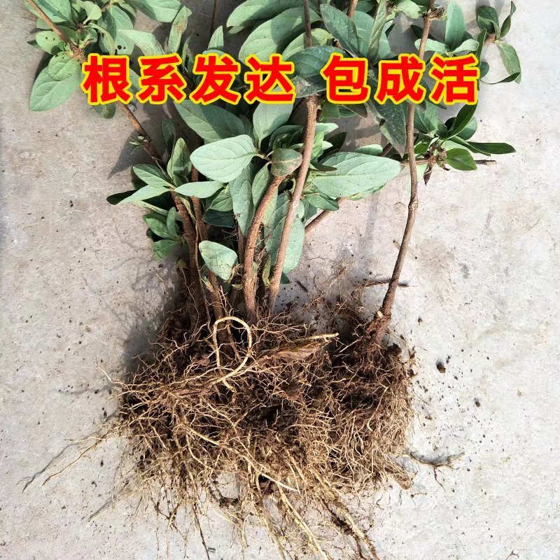 四季金银花树苗盆栽地栽产量高易成活基地直销