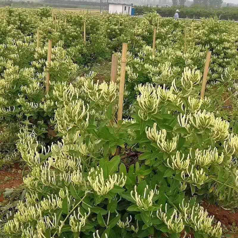 四季金银花树苗盆栽地栽产量高易成活基地直销