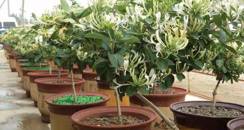 四季金银花树苗盆栽地栽产量高易成活基地直销